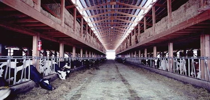 190 亩乳牛厂