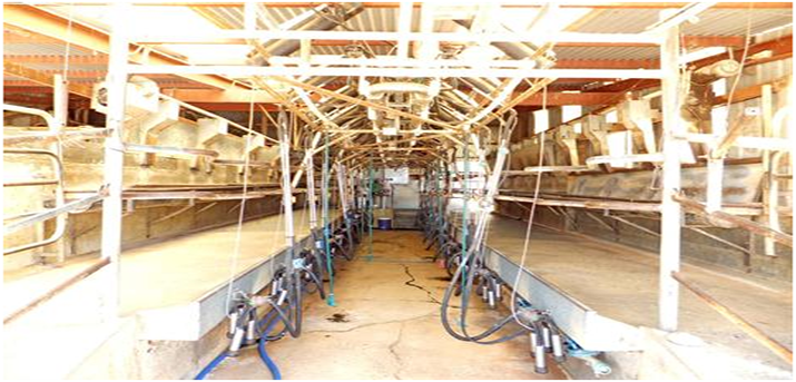 450 亩乳牛厂