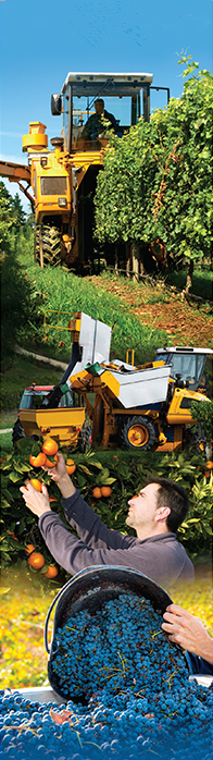 酿酒葡萄和柑橘收割/运输业务出售