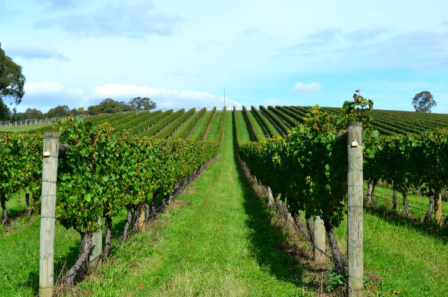 836英亩葡萄园+酒庄出售，11个产权（雅拉河谷），1500万澳元