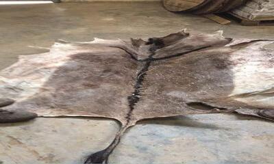 供应阿胶原料-干腌制驴皮