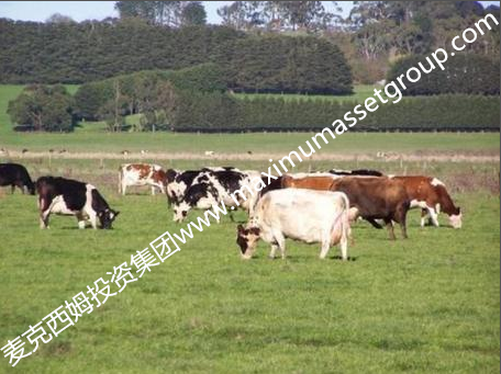 墨尔本西南养牛场出售– 650英亩，10个产权