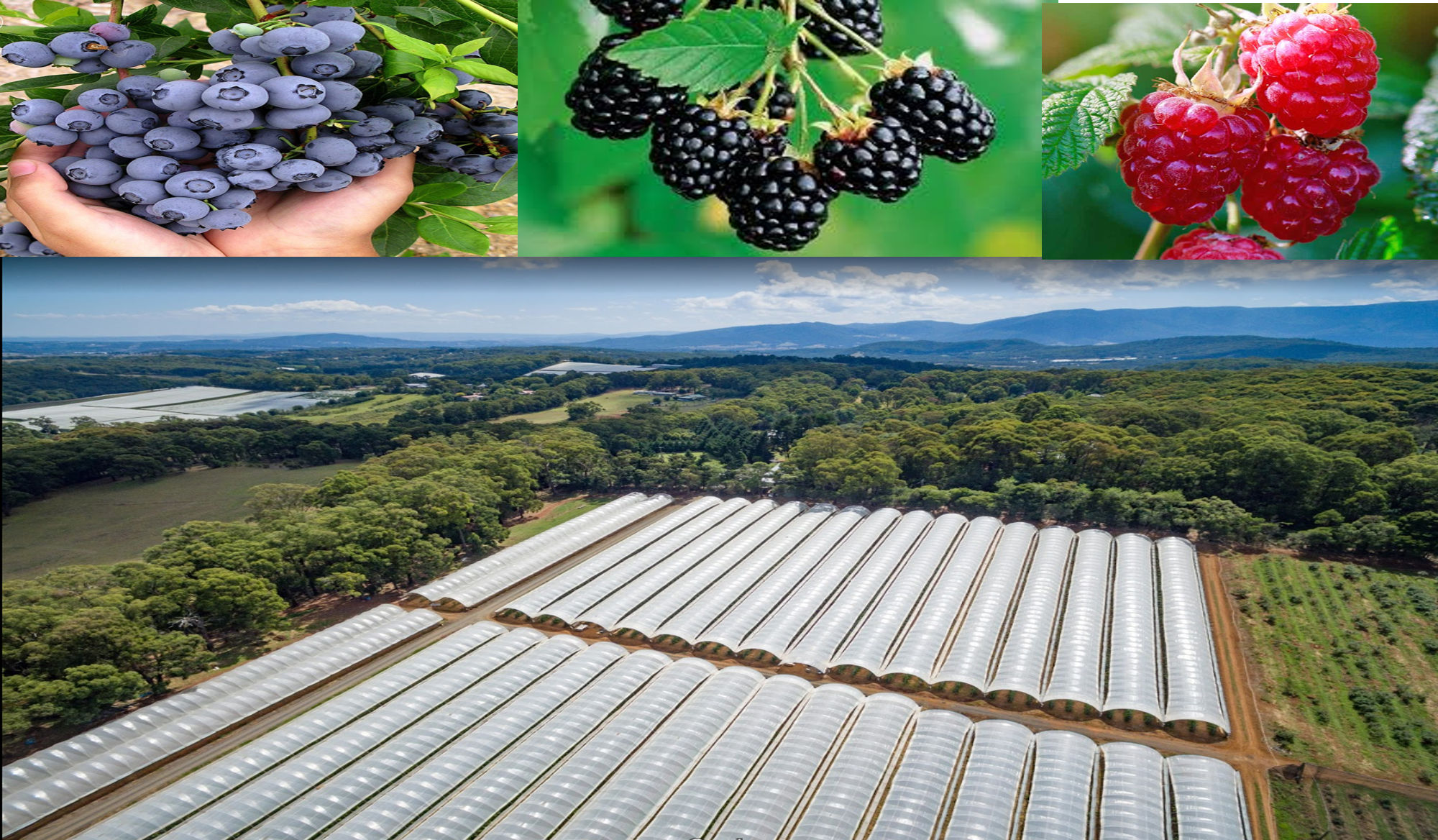 维州特级蓝莓，树莓，黑莓果园出售 – 美国合同培育生产